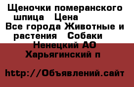 Щеночки померанского шпица › Цена ­ 25 000 - Все города Животные и растения » Собаки   . Ненецкий АО,Харьягинский п.